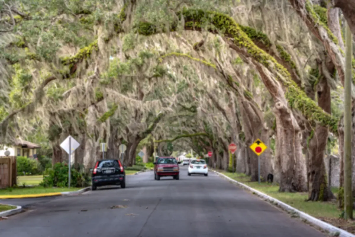 Quiet street lined with live oaks draped in Spanish moss
