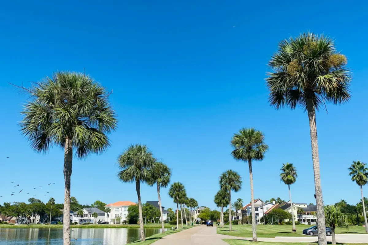Sabal palms along a path beside a small lake, with homes in the distance under a clear blue sky